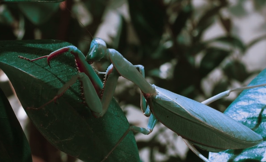 Blue Mantis: The Mystique and Marvel of a Unique Insect